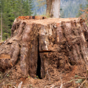 Klanawa_Valley_Redcedar_Stump Old-growth redcedar stump in the Klanawa Valley. Vancouver Island