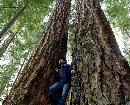 Rare old-growth Douglas Fir trees in the threatend Koksilah River grove.
