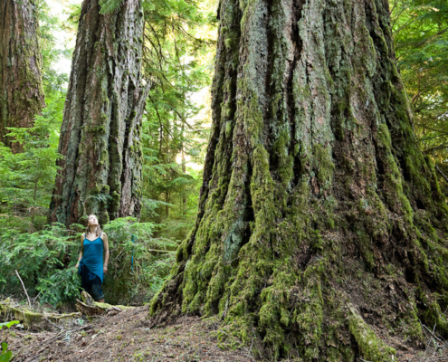 Ancient Forest Alliance campaigner Hannah Carpendale stands amongst giant old-growth Douglas-firs alongside the Koksilah River. These lands could be at risk of being logged by the pension funds.