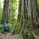 AFA's Hannah Carpendale stands amongst the giant Douglas-fir tree's of the unprotected Kosilah Ancient Forest near Shawnigan Lake.