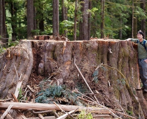 Ancient Forest Alliance's Ken Wu stands alongside a 14ft wide redcedar stump from an old-growth tree cut down on Edinburgh Mountain near Port Renfrew.