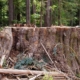 Ancient Forest Alliance's Ken Wu stands alongside a 14ft wide redcedar stump from an old-growth tree cut down on Edinburgh Mountain near Port Renfrew.