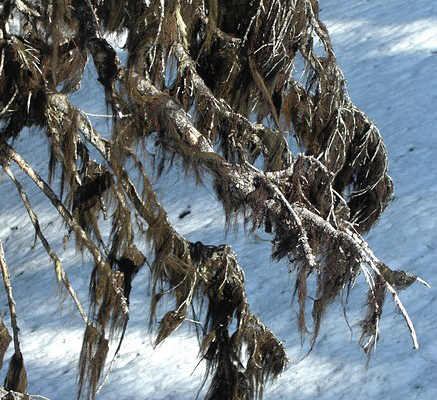 Naming rights for this new species of Bryoria or “Horsehair Lichen”