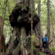 Ken Wu of the Ancient Forest Alliance stops to look at Canada's Gnarliest tree in the Avatar Old Growth Forest near Port Renfrew on Vancouver Island