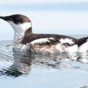 A Marbled Murrelet floats on the sea.