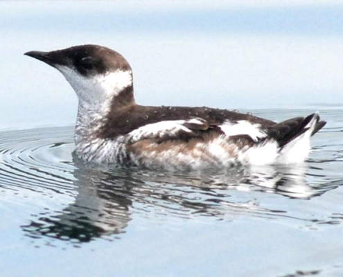 A Marbled Murrelet floats on the sea.