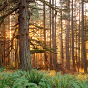 Mary_Hill Old-Growth Coastal Douglas Fir forest in Metchosin