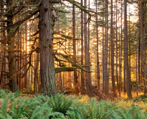 Old-Growth Coastal Douglas Fir forest in Metchosin