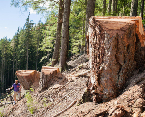 Recent old-growth logging by Island Timberlands on McLaughlin Ridge near Port Alberni.