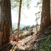 Recent old-growth logging by Island Timberlands on McLaughlin Ridge near Port Alberni.