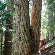 Port Alberni Watershed Forest-Alliance's Jane Morden stands with giant Douglas-fir trees on McLaughlin Ridge