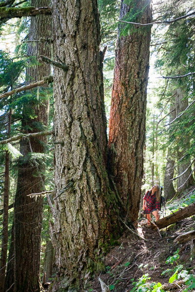 Port Alberni Watershed Forest-Alliance's Jane Morden stands with giant Douglas-fir trees on McLaughlin Ridge