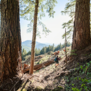 McLaughlin-Ridge-Old-Growth-Logging-LARGE Port Alberni Watershed Forest-Alliance activist Jane Morden surveys old-growth logging by Island Timberlands on McLaughlin Ridge in the China Creek drinking watershed of Port Alberni.