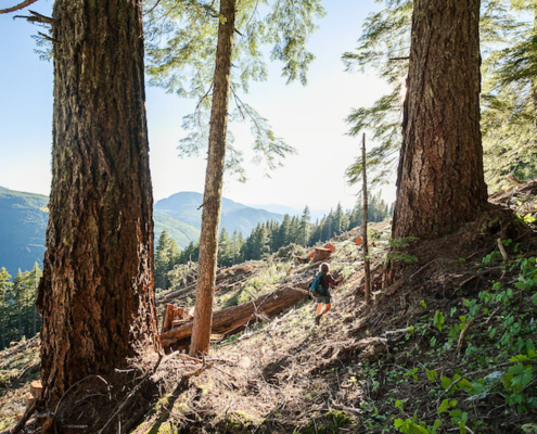 Port Alberni Watershed Forest-Alliance activist Jane Morden surveys old-growth logging by Island Timberlands on McLaughlin Ridge in the China Creek drinking watershed of Port Alberni.
