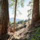 Port Alberni Watershed Forest-Alliance activist Jane Morden surveys old-growth logging by Island Timberlands on McLaughlin Ridge in the China Creek drinking watershed of Port Alberni.