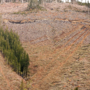 The scarred landscape of an Island Timberlands clearcut along the McLaughlin Ridge from Oct. 2011. Approximately 400 hectares of the original 500 HA of old-growth remains along the ridges' core.