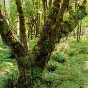 Mossy Maples Gallery