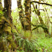 Mossy Maple Grove Ancient Forest Alliance campaigner Hannah Carpendale stands amongst the giant old-growth Bigleaf maples in the un-protected Mossy Maple Grove.
