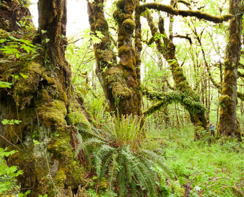 Ancient Forest Alliance campaigner Hannah Carpendale stands amongst the giant old-growth Bigleaf maples in the un-protected Mossy Maple Grove.