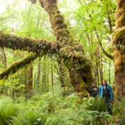 Hul'qumi'num Chief Treaty Negotiator Robert Morales and and HTG Executive Assistant Rosanne Daniels under the mossy maples.