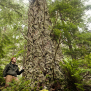 Mount_Horne-Cathedral-Grove_TJ_Watt-Lg