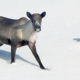 Mountain Caribou