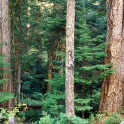 The Nahmint Valley near Port Alberni has some of the last remaining tracts of unprotected old-growth Douglas fir forests.