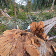 Nahmint-Valley-Cedar-Tree-Stump Ancient Forest Alliance campaigner Andrea Inness walks beside an enormous