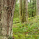 Nanoose Bay resident Helga Schmitt walks through the endangered old-growth coastal Douglas fir forest which the province has approved for logging by the Snaw-naw-as First Nation despite pleas by local governments and community groups to save the area.