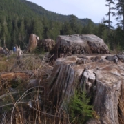 NoDegreeScarcity_stump_large