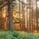 B.C. landscape diversity includes this 0ld-growth Coastal Douglas fir forest in Metchosin on southern Vancouver Island. Just over 15 per cent of B.C. has designations granting the highest level of protections.
