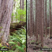 Old-Growth-vs-Second-Growth-Forest