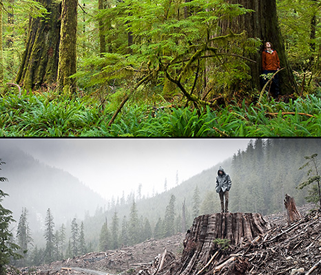 Example of spectacular temperate rainforest on Vancouver Island contrasted with nearby logging of old-growth forest.