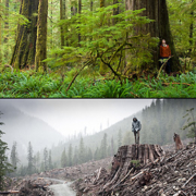 Old_Growth_vs_Clearcut_small An example of intact ancient temperate rainforest alongside a fresh old-growth clearcut.