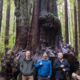 Ancient Forest Alliance's campaigner TJ Watt and executive director Ken Wu and Public and Private Workers of Canada (PPWC) president Arnold Bercov with a giant cedar tree at the Avatar Grove near Port Renfrew