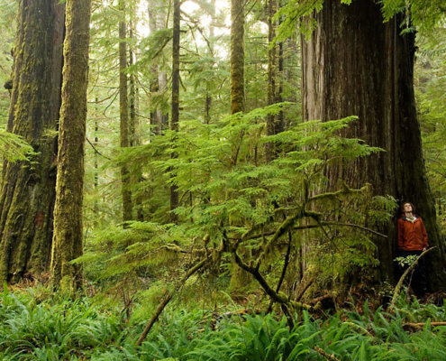 Old-growth forests store 2-3 times more carbon per hectare than the ensuing second-growth tree plantations but are still threatened by logging in BC.