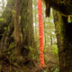 Logging markings in Port Renfrew.