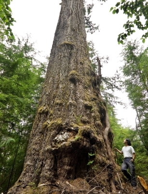 Ken Wu beside the Red Creek Fir. Growing in the San Juan Valley near Port Renfrew BC