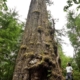 Ken Wu beside the Red Creek Fir. Growing in the San Juan Valley near Port Renfrew BC