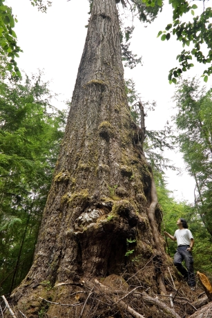 Ken Wu beside the Red Creek Fir. Growing in the San Juan Valley near Port Renfrew BC