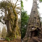 Red_Creek__SJS San Juan Spruce tree and the Red Creek Fir - some of the Canada's largest trees found right nearby!