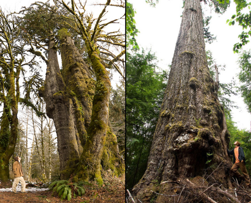 San Juan Spruce tree and the Red Creek Fir - some of the Canada's largest trees found right nearby!