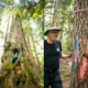 A giant ancient yellow-cedar tree (left) and logging road location ribbon (right)