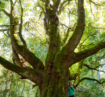 A woman in a teal hoodie stands beside massive bigleaf maple with octopus-like branches at Royal Roads.