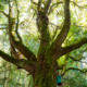 A woman in a teal hoodie stands beside massive bigleaf maple with octopus-like branches at Royal Roads.