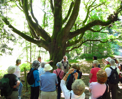 All-star naturalists Darren and Claudia Copley chatting with folks at the the giant bigleaf maple tree near the start of last year's walk at Royal Roads University.