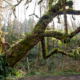 Photographer TJ Watt stands on the back of a giant dinosaur shaped old-growth Maple tree alongside the San Juan river