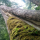 Ancient yellow cedar slated for logging in Schmidt Creek