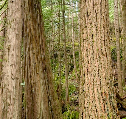 Old-Growth Douglas Fir and Cedar