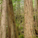 Old-Growth Douglas Fir and Cedar